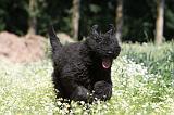 BOUVIER DES FLANDRES 025